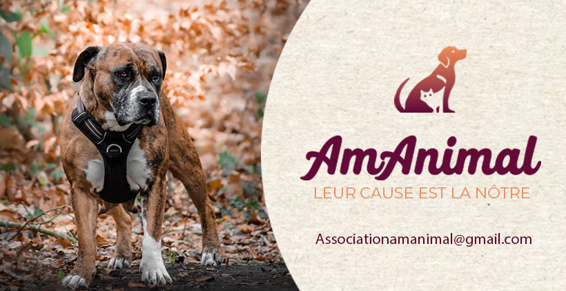 Association AmAnimal