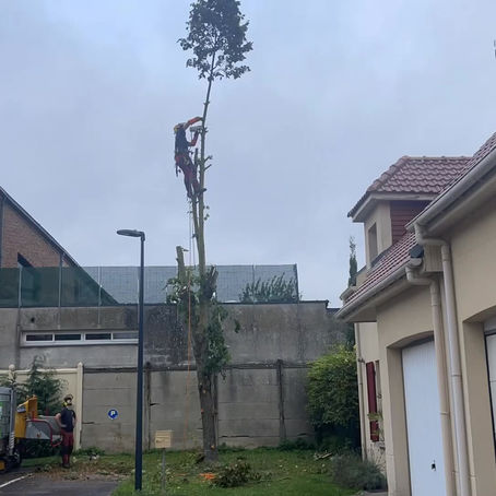 Abattage et rognage de la souche