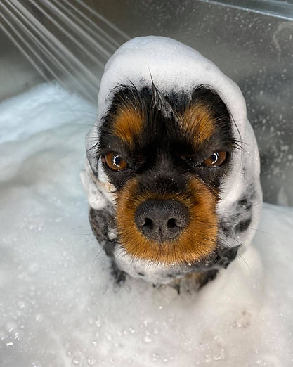 128100694_950232885384566_47921740831685