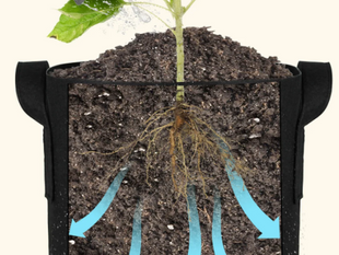 El Secreto del Jardín Sin Complicaciones: 