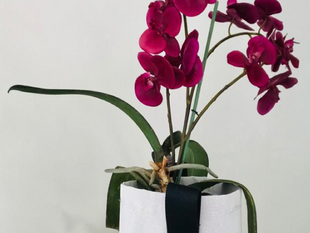Las Orquídeas
