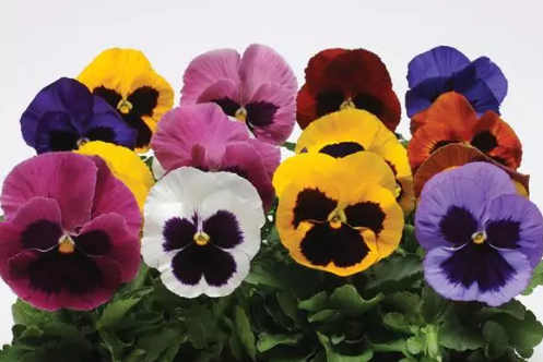 Pansy Matrix Blotch Mix