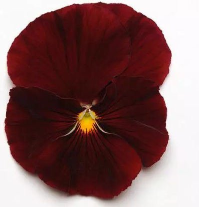 Pansy Spring Matrix Scarlet