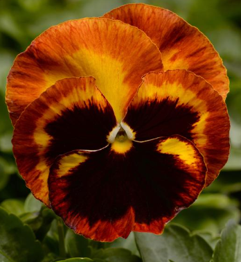 Pansy Matrix Solar Flare