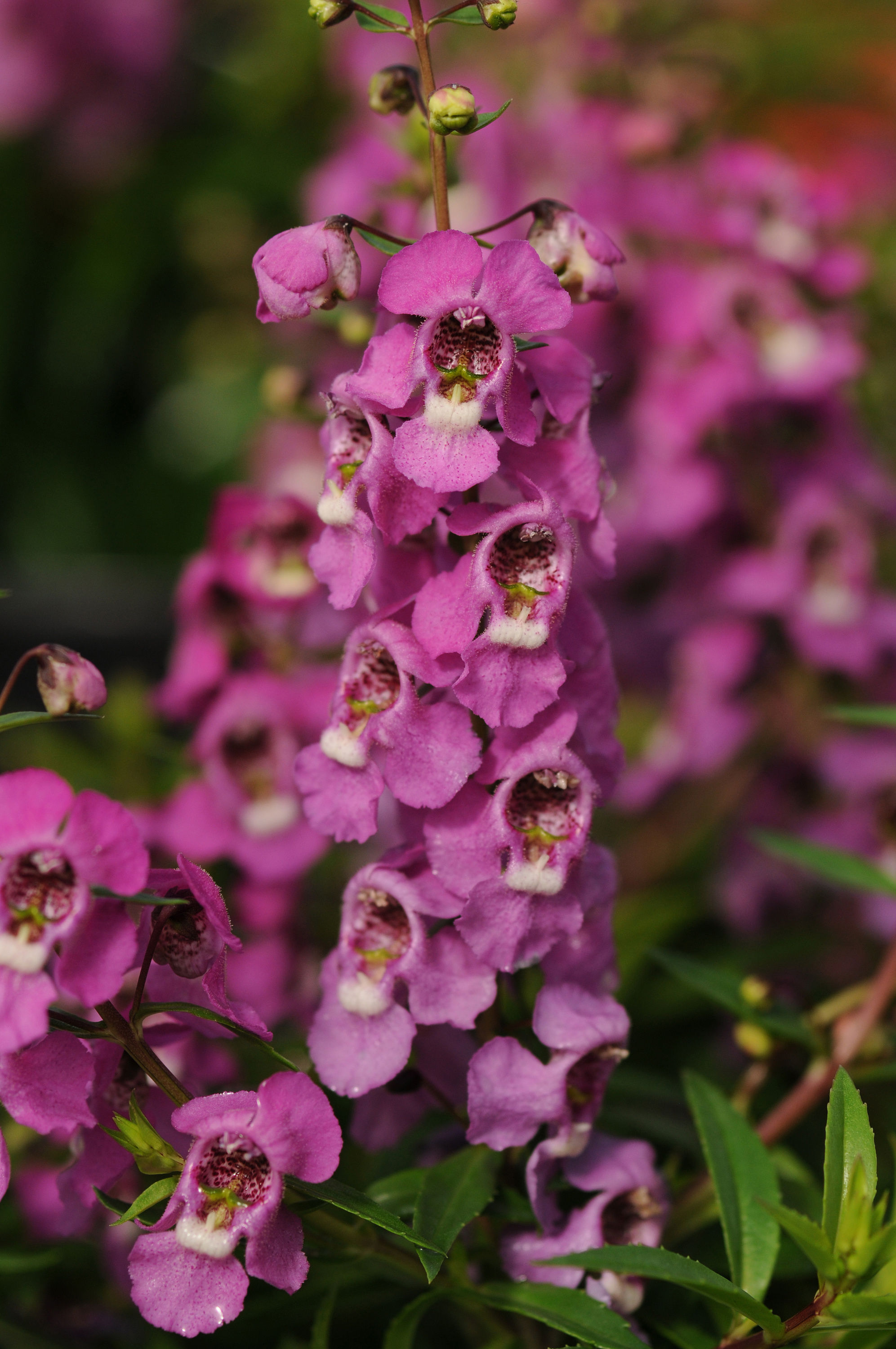 Angelonia Raspberry