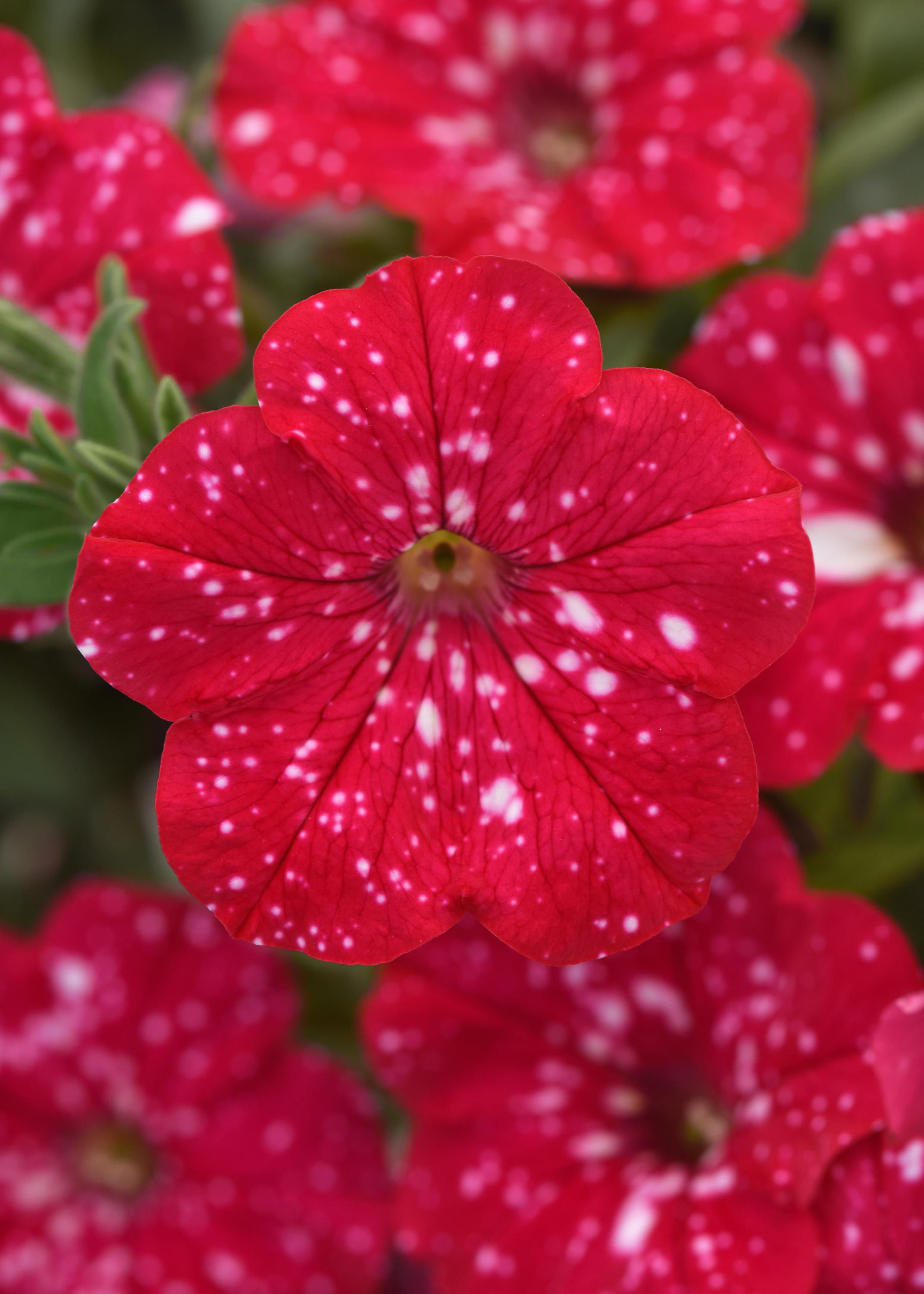Basket Petunia Strawberry Sky