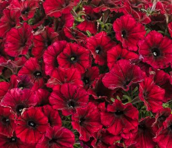 Supertunia Black Cherry