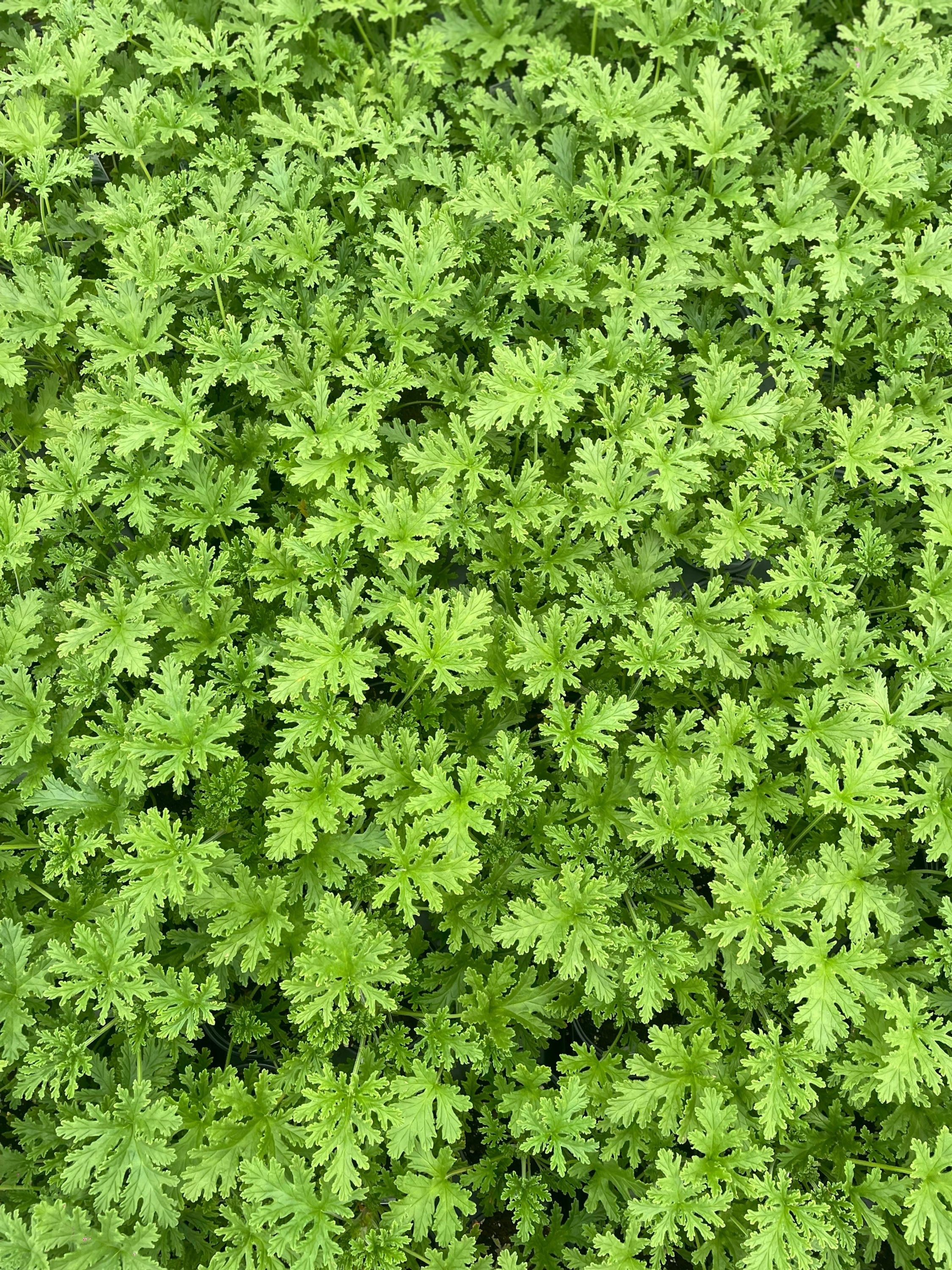 Citronella