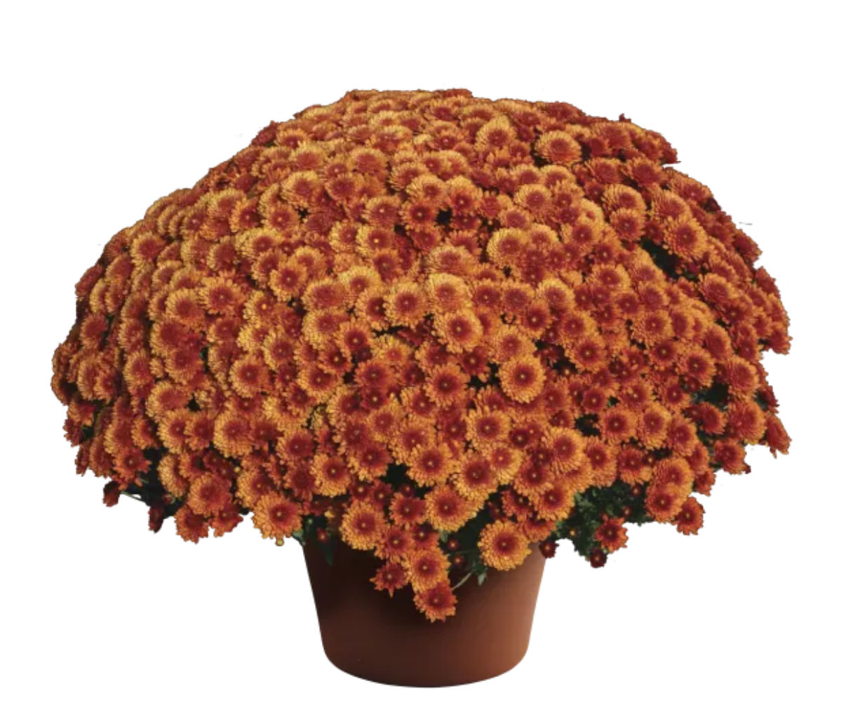 Beverly Bronze Mum