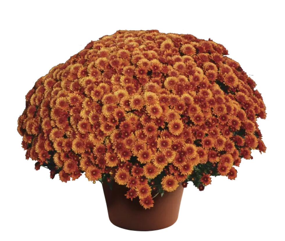 Beverly Bronze Mum