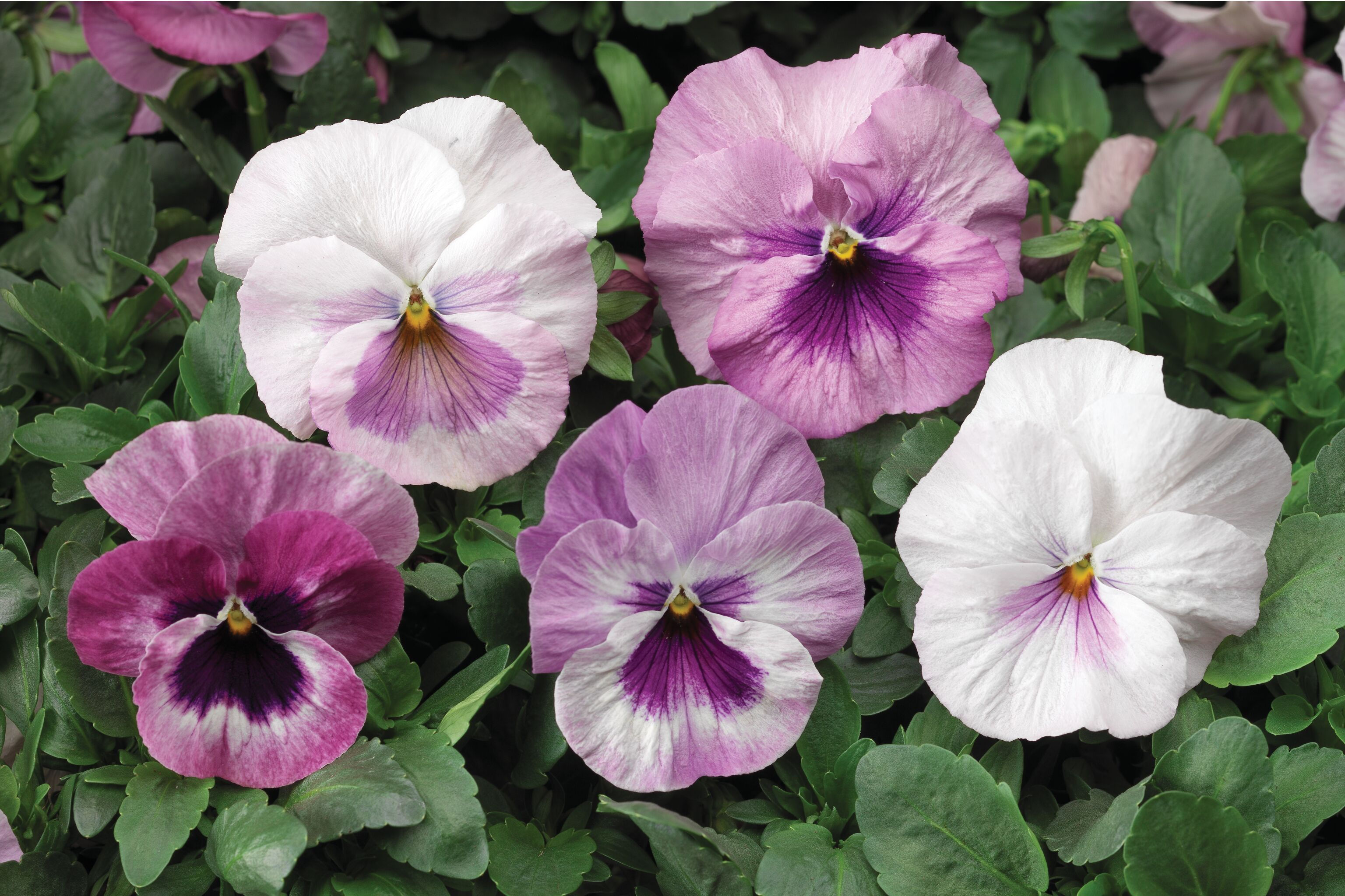Pansy Delta Pink Shades