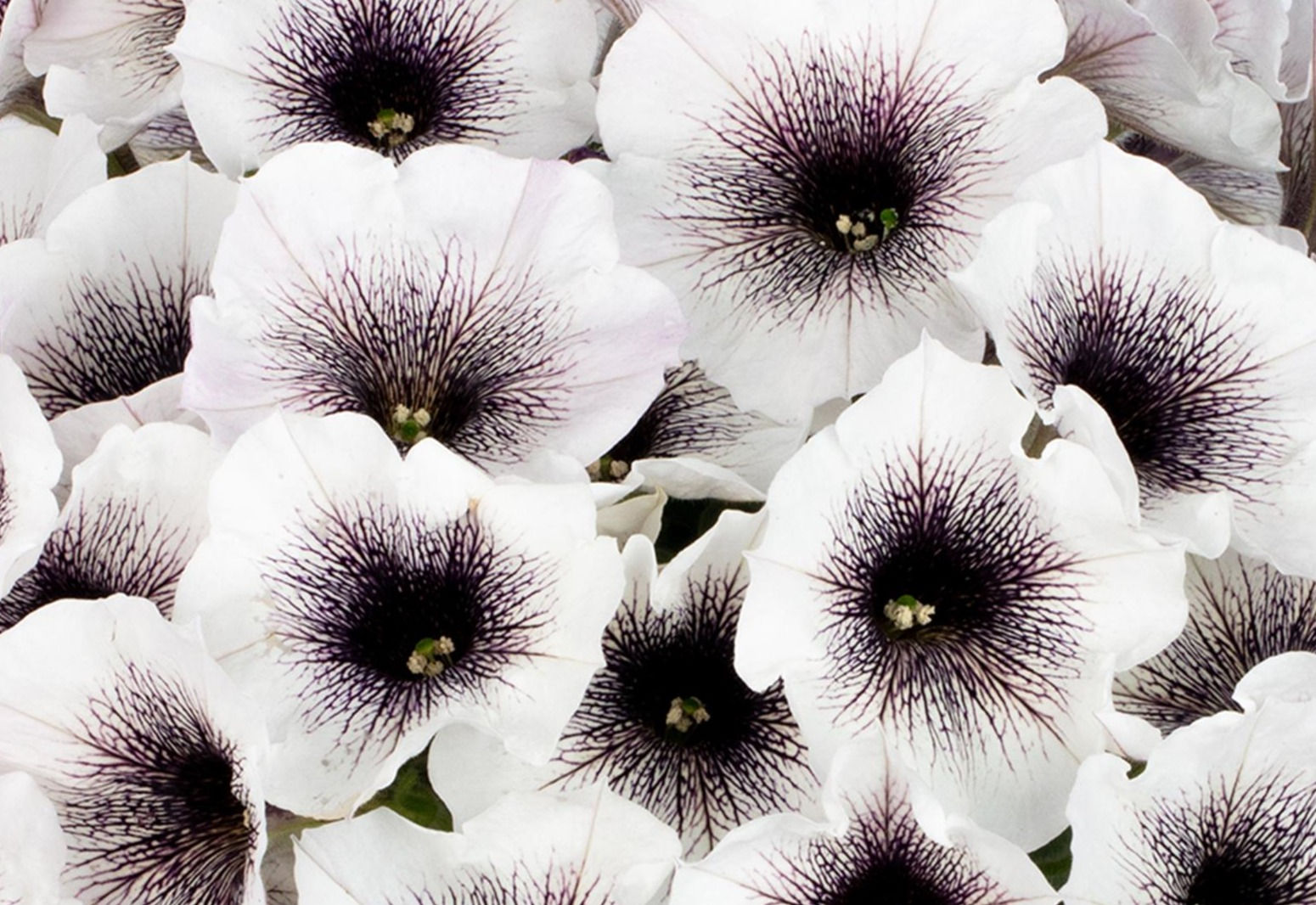Basket Petunia Black and White
