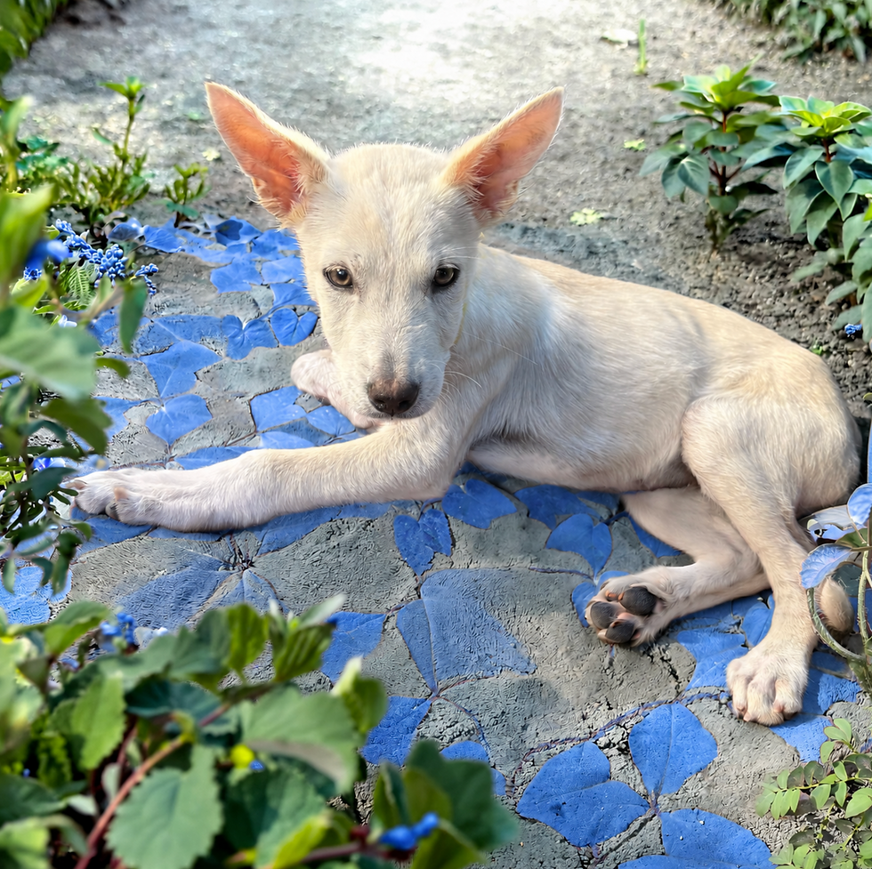 4 months old
