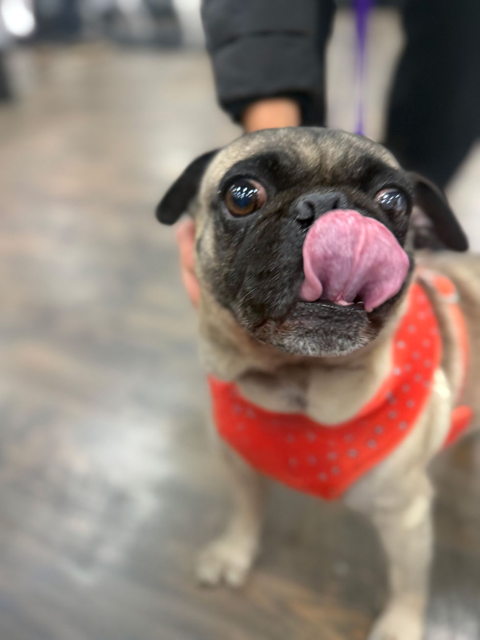 April Star Logo - large transparent background.png