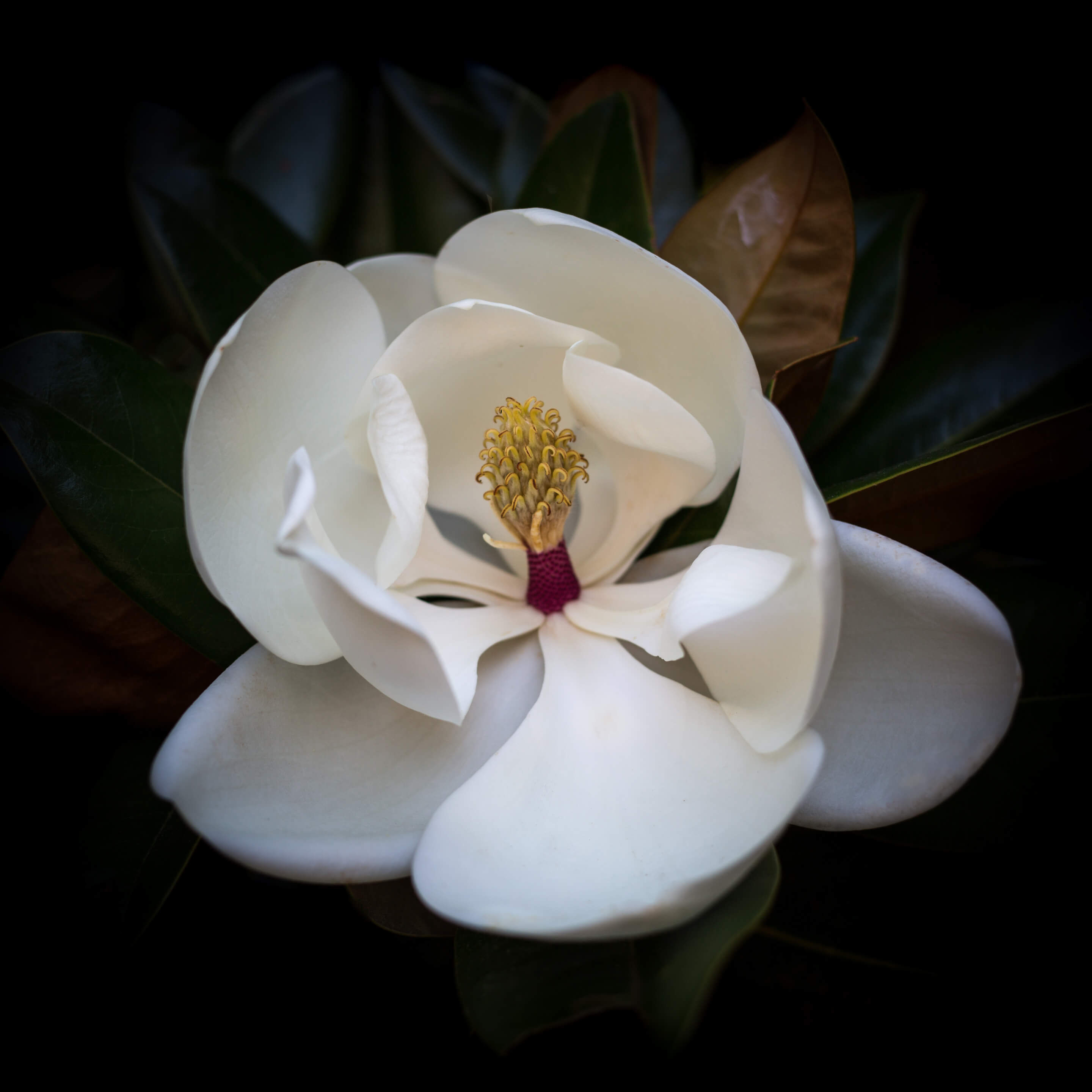 Magnolia Grandiflora