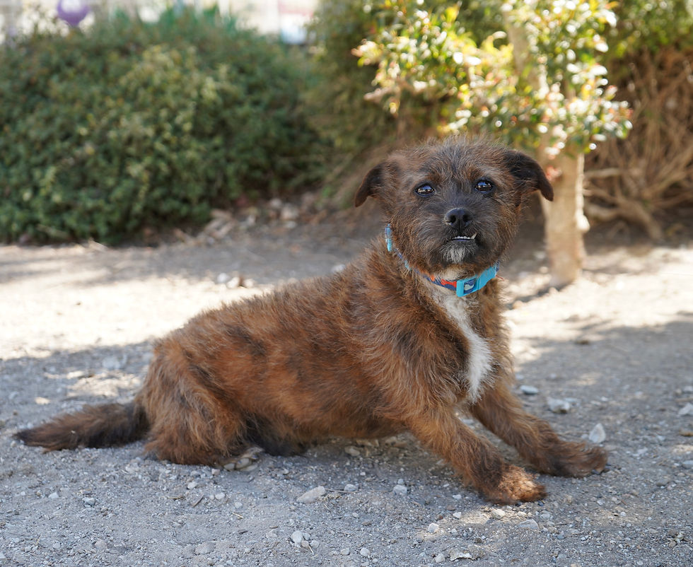April Star Logo - large transparent background.png