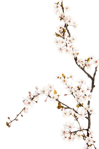 Photographies artistiques de prunus blanc en fleur de Myriam Ramel, artiste photographe suisse