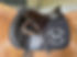 Saddle pad.jpg