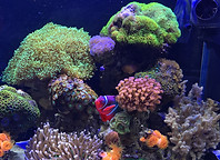 Aquarium Clownfish