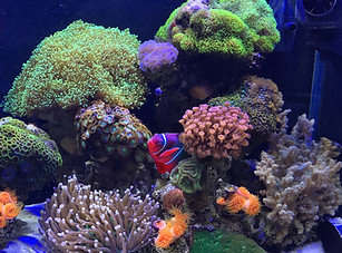 Aquarium Clownfish