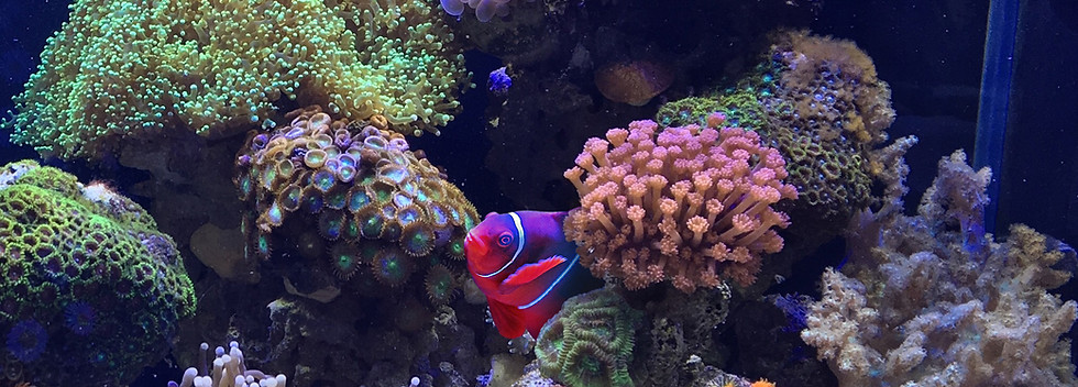 Clownfish in an aquarium in Orange County, CA.