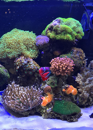 Clownfish in Aquarium