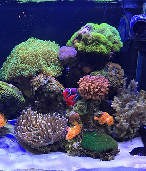 Clownfish in Aquarium