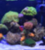 Clownfish in Aquarium