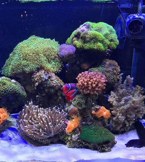 Colorful Coral Reef