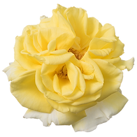 Rosa-Incredible-Lemon-550p.png
