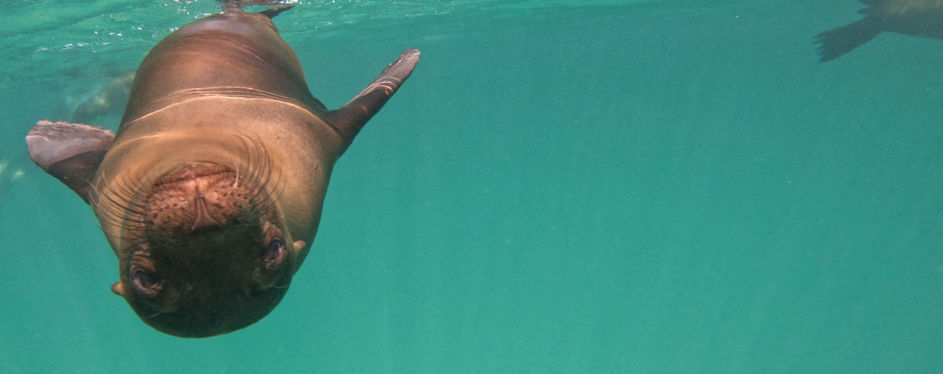 Sea Lion pic.JPG