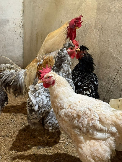 WhatsApp Image 2026-03-15 at 09.55.38-2.jpeg