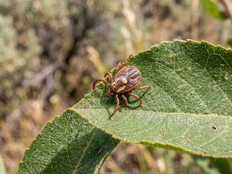 A tick insect on a green leaf