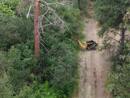Embracing Sustainable Forestry Techniques in Southeastern Washington