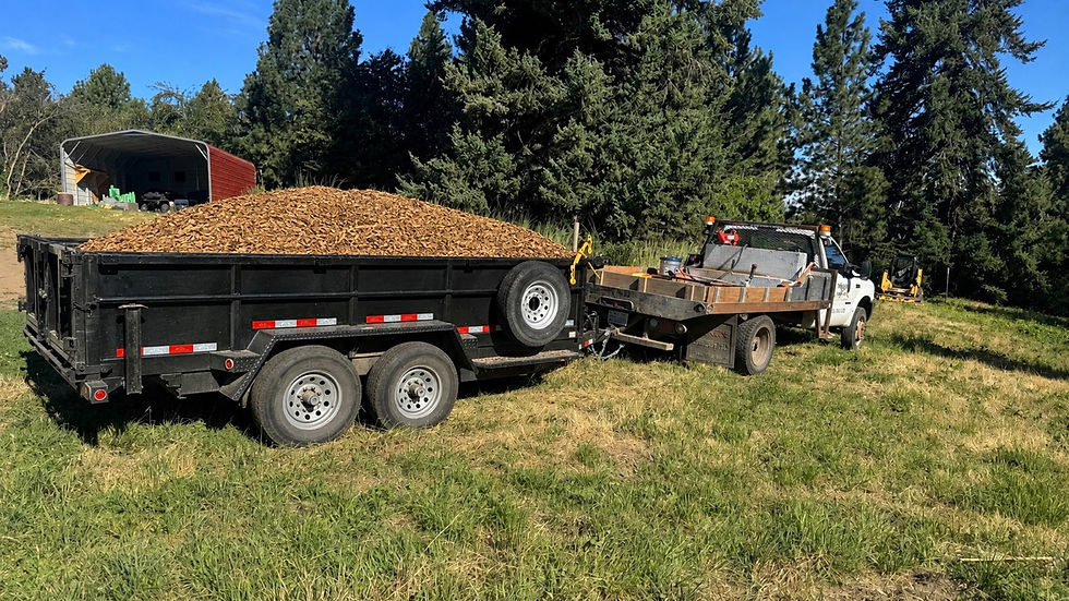 Black dump trailer piled high with wood chips beside a white flatbed truck in a grassy field, with pine trees and a shed.