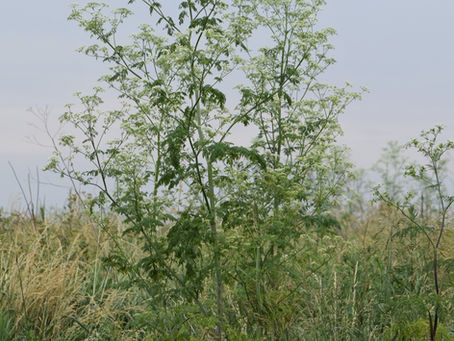 A thick and towering wall of green poison hemlock with white flowers