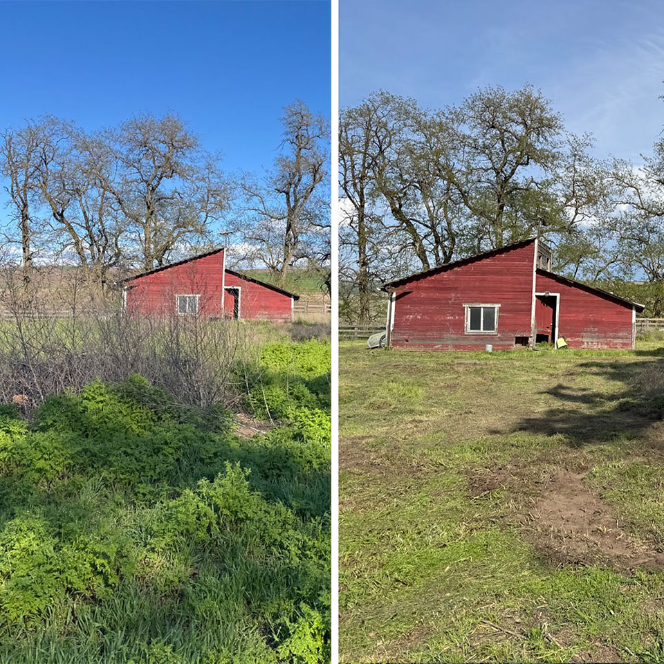 before and after of brush that has been removed with a red barn in the distance