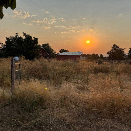 An overgrown pasture full of tall dry grass.