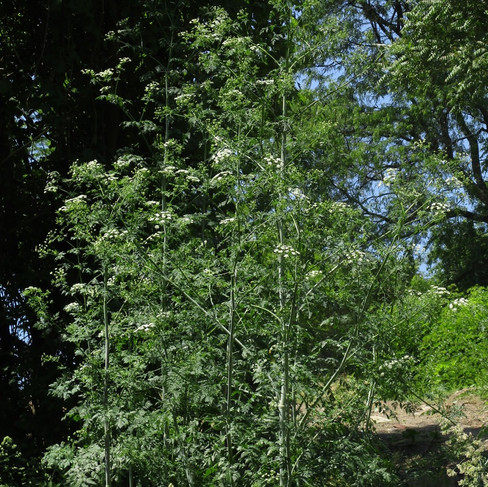 Multiple tall green poison hemlock plants with white flowers