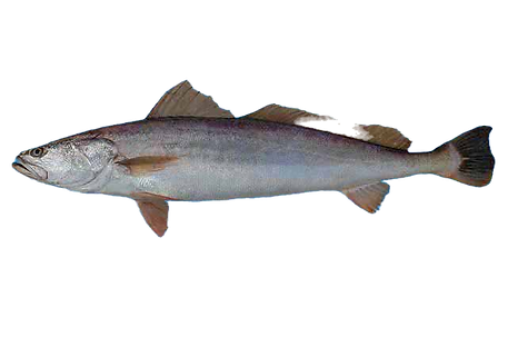 3777_2194 (1)_edited.png