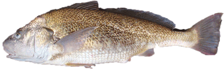 croaker-m-furnieri.gif