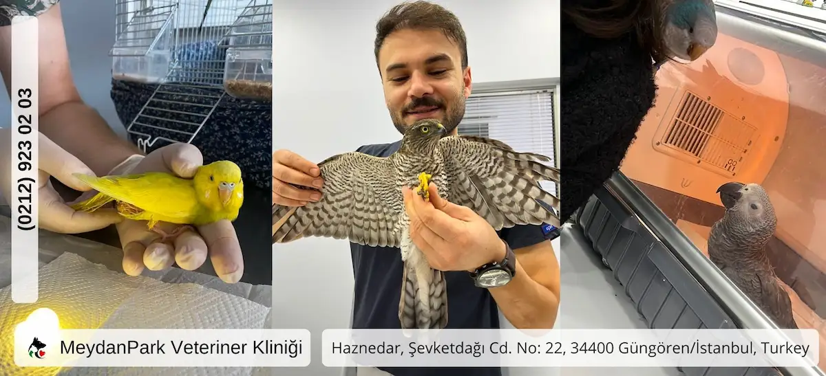 Kuş Veterineri İletişim