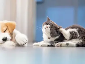 Kedilerde ve Köpeklerde Kaşıntıya Bağlı Hastalıklar