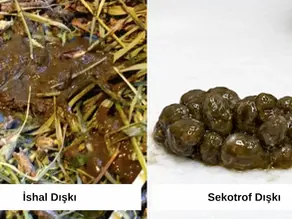 Yavru ve Yetişkin Tavşanlarda İshal Neden Olur, Nasıl Anlaşılır?