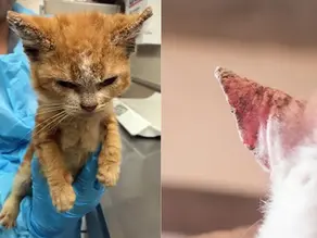 Kedi ve Köpeklerde Uyuz Hastalığı - Belirtiler, Nedenler ve Tedavi Yöntemleri