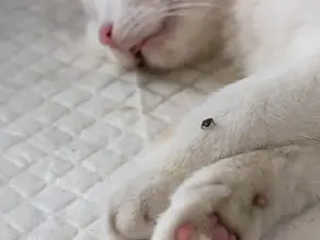 Kedilerde kene