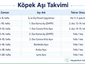 Köpeklere Hangi Aşılar Yaptırılmalı? Yavru ve Yetişkin Aşı Takvimi