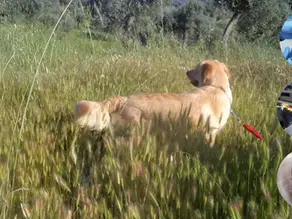 pisi pisi otu ve köpek