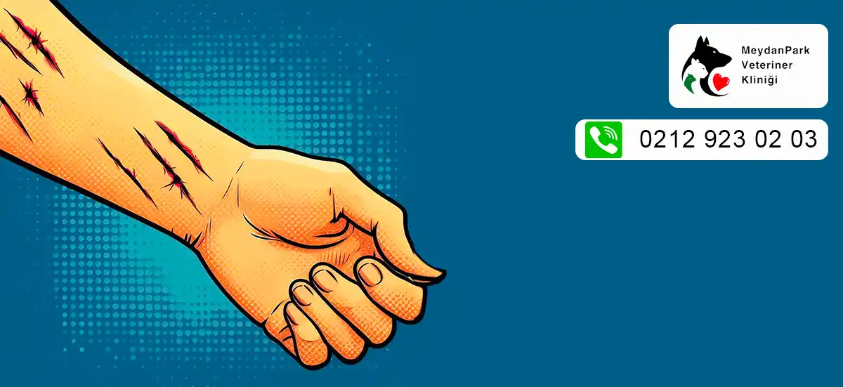 Kedi tırmalamasını nasıl engellersiniz