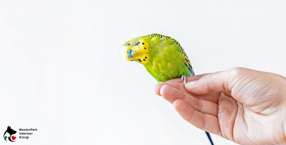 ree